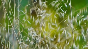 МЕДИТАЦИЯ ОСТАНОВКА УМА ? Расслабление перед сном Для успокоения нервов Для сна утренняя Гармония