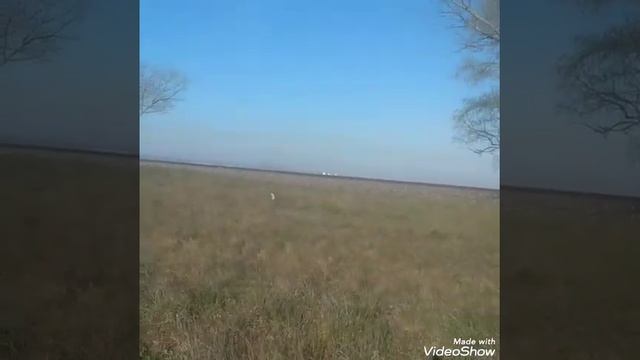 Трели птиц, песни соловья, малиновки, пеночки, дикого голубя смотреть онлайн