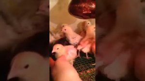 Красные белохвостые,австралорп,род Айленд,первомайские их "Генофонда"4 породы цыплят из