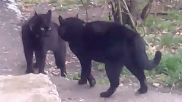 Черные котэ базарят не по-детски. Part I.