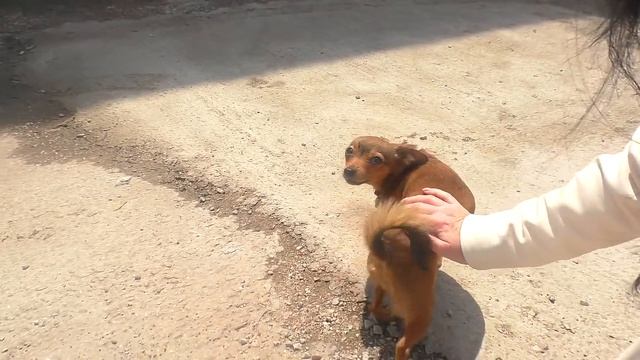 НОВЫЙ ПИТОМЕЦ АЛИСА ИЗИ / АЛИСА ДЕЛАЕТ МАКИЯЖ / НОВАЯ МАШИНА / ПОКУПКИ / РАСПАКОВКА / ИЗИРОЗА смотреть онлайн