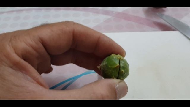 BU ARILAR TÜMÖRE SEBEP OLUYOR!!! (GAL ARILARI. HYMENOPTERA: CYNİPİDAE) смотреть онлайн