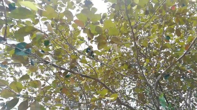 Star Apple Tree (Chrysophyllum cainito) смотреть онлайн