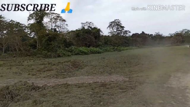 KAZIRANGA NATIONAL PARK TOUR смотреть онлайн