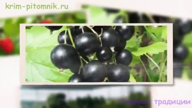 Где купить саженцы миндаля с доставкой Крым смотреть онлайн
