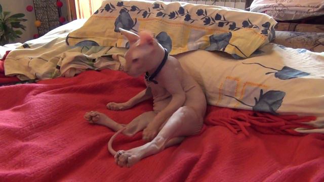 Sphynx Jean Poul - HeartBreak City