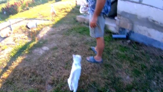 Аист прилетел на участок , и живет там смотреть онлайн