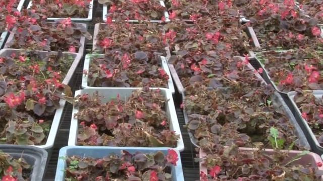 В теплицах «Зеленстроя» уже полным ходом идёт подготовка к весне