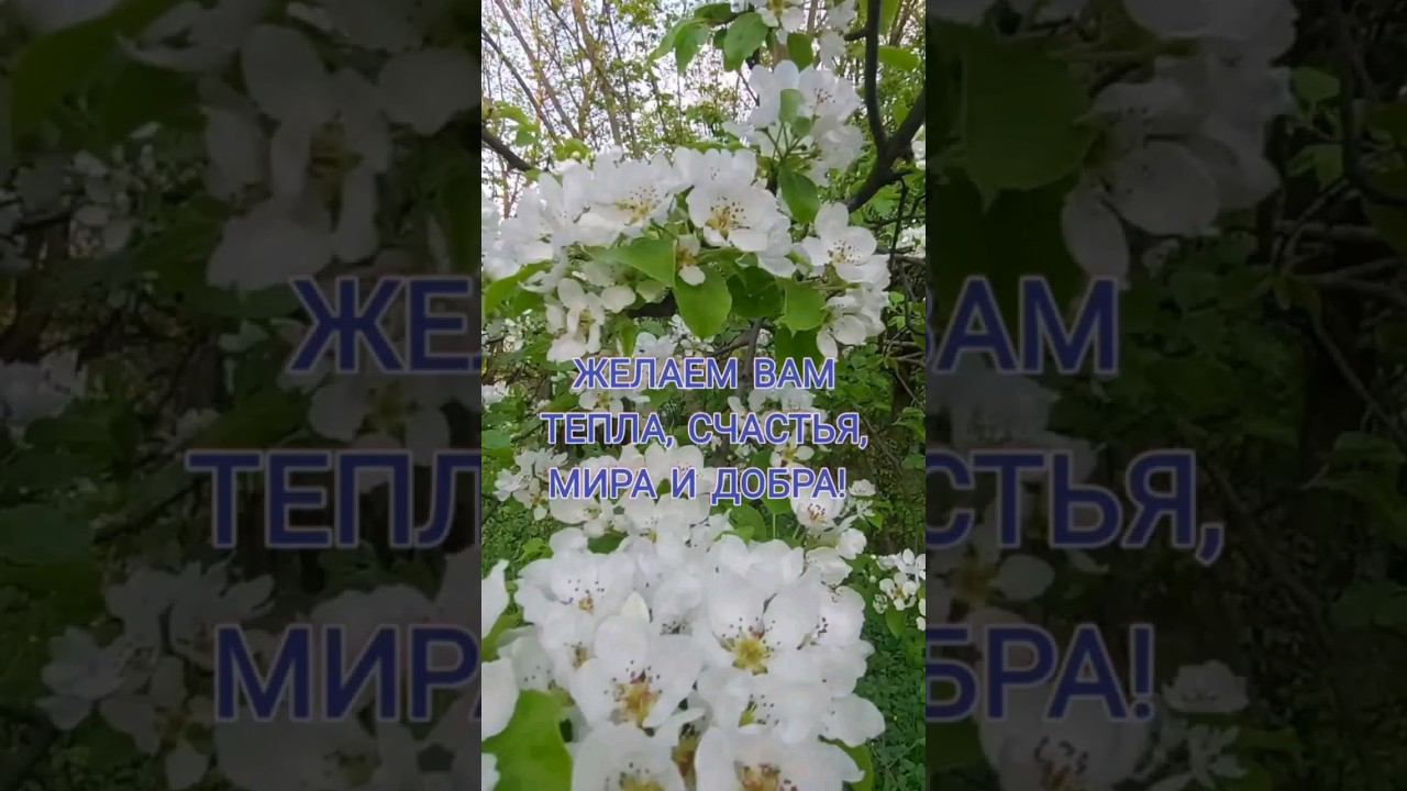 Три праздника в один день! Поздравляем!! #Антипасха #Международныйденьмамы #деньмедсестры смотреть онлайн