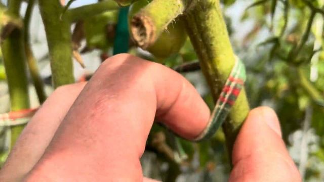 Обзор томатов на 17.09. смотреть онлайн