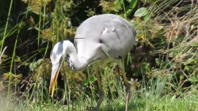 Airone cenerino (Ardea cinerea) cattura serpe смотреть онлайн
