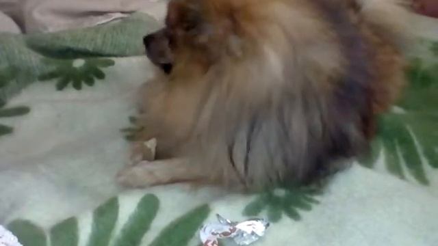 Шпиц и вкусная косточка смотреть онлайн