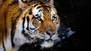 Восстановление популяции амурского тигра обсудили на ВЭФ