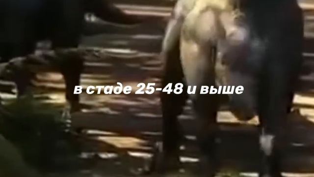 Рассказ про Шантунгозавра смотреть онлайн