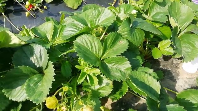 Шарлотта, земляника сказка!!! Супер сорт НСД!!! смотреть онлайн