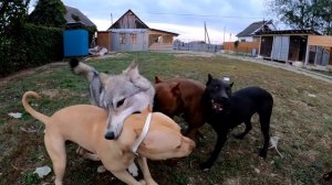 Давно не встречались вместе! Питбули драгон лайв вместе.