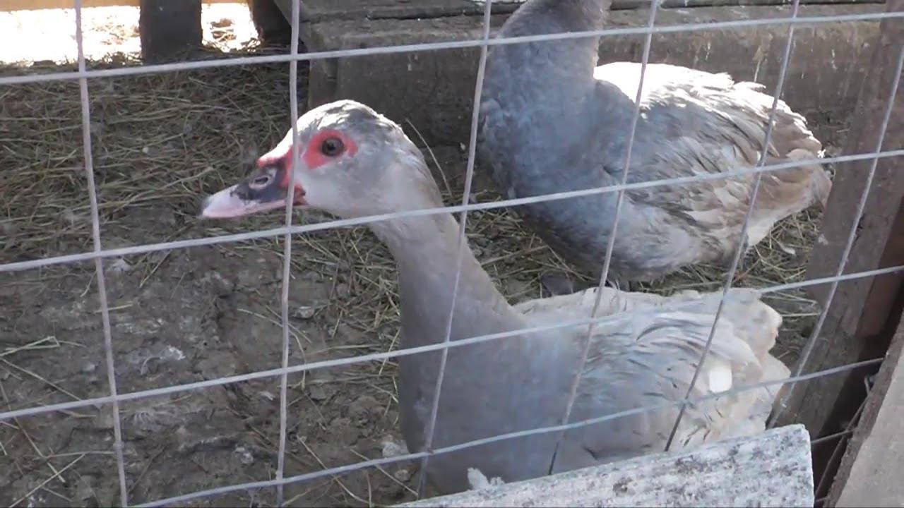 ОТВЕЧАЮ НА ВОПРОСЫ, передаю эстафету трем каналам смотреть онлайн