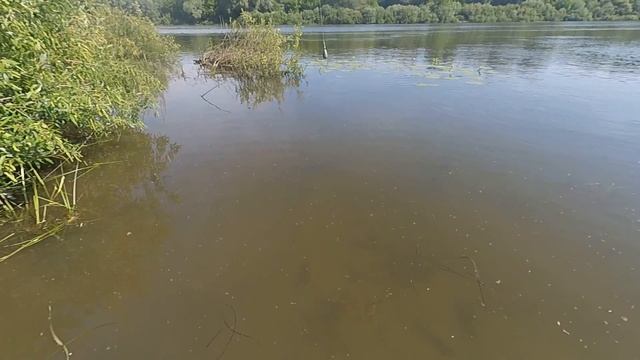 Отводной поводок на Оке!Отличный клев берша и мелкого судака! смотреть онлайн