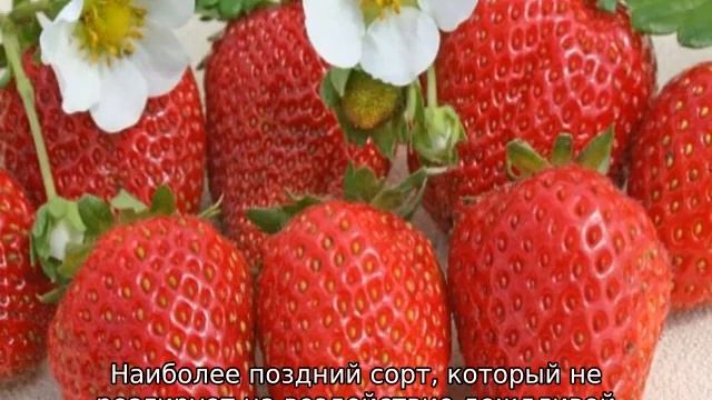 Лучшие сорта клубники для Подмосковья для открытого грунта смотреть онлайн