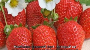 Лучшие сорта клубники для Подмосковья для открытого грунта