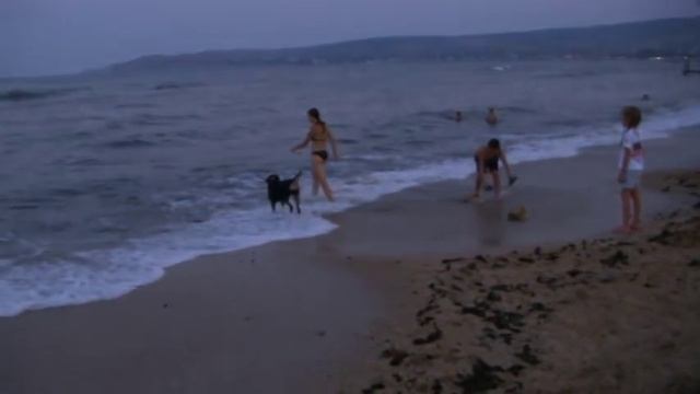 Большой швейцарский зенненхунд идет на море смотреть онлайн