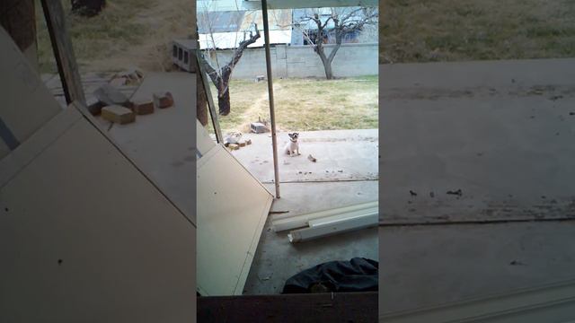 French Bulldog MAD смотреть онлайн