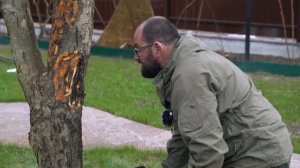 Любое больное дерево имеет право на жизнь. Лечим рак коры.