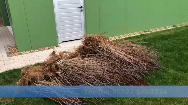 Aronia Pflanzen Nero - Die letzten 150 Pflanzen für Herbst 2019 смотреть онлайн