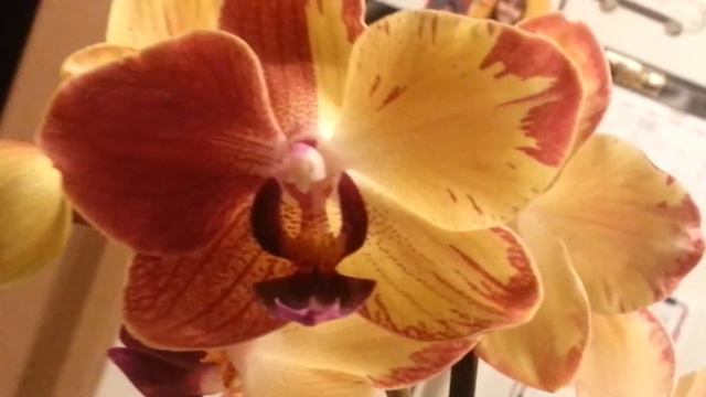 Phalaenopsis Orchid: Strange Bi-colored Flower смотреть онлайн