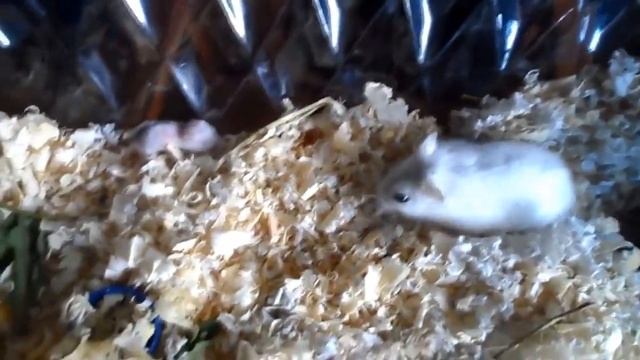 Хомяк Джунгарик переносит хомячат в нору | Хомячки Джунгарики - им чуть больше одной недели смотреть онлайн