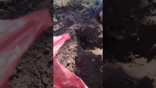 Посадка маньчжурского ореха и косточки абрикоса осенью. смотреть онлайн