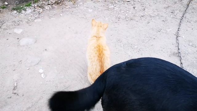 Подсобное хозяйство в ЛАТВИЙСКОЙ деревне смотреть онлайн