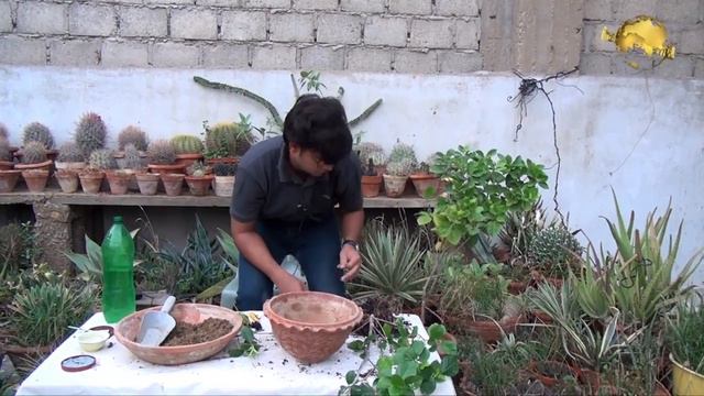How To Grow And Care Gardenia Plants  In (Urdu/ Hindi)