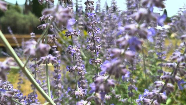 Beautiful Blue Flowers (HDR10+) 4K Sample Footage Video HDR10 Plus // Galaxy S22 Ultra HDR 2160p смотреть онлайн