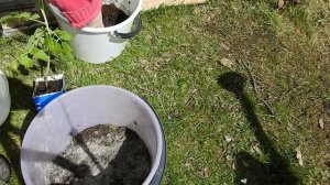 ТОМАТЫ В ВЕДРАХ**СУПЕР УДОБРЕНИЕ НА ВЕСЬ СЕЗОН