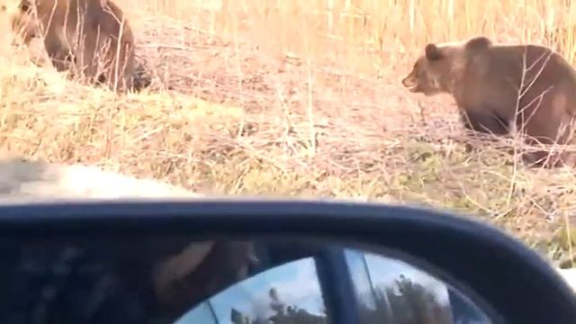 семейство медведей смотреть онлайн