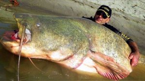 ГИГАНТСКИЕ СОМЫ В ЧЕРНОБЫЛЕ!