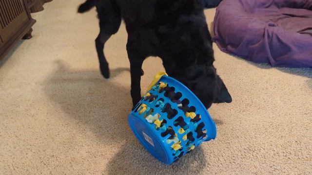 Gibson Enrichment Games: Snuffle Basket смотреть онлайн