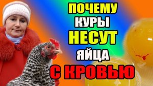 Почему в куриных яйцах кровь. Причины и следствия.