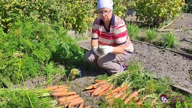 Время собирать урожай моркови. смотреть онлайн