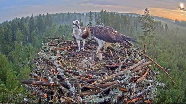 Kalakotkas2:: Pandion haliaetus - Breakfast at sunrise 2020-06-09 смотреть онлайн