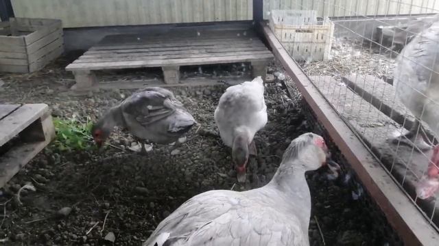 Мускусные утки - первые утята сезона//Утки на яйцах смотреть онлайн