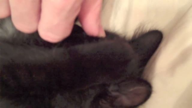 How to calm down a crazy kitten смотреть онлайн