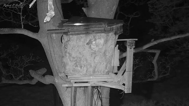 From Nest Search to Eggs: Barn Owls Gylfie & Finn's Love Story | Gylfie & Finn | Robert E Fuller смотреть онлайн