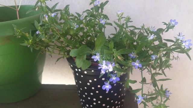 Minha planta da #florazul Lobelia erinus смотреть онлайн