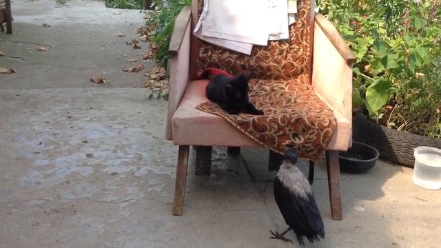 Котёнок и ворона ИГРАЮТ смотреть онлайн