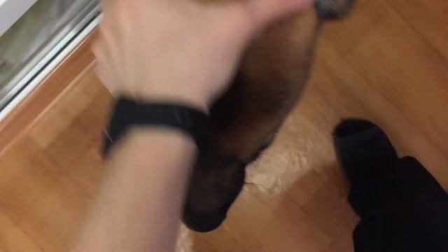 РЭЙ ВЛОГ, ЧТО ЕСТ НЕМЕЦКАЯ ОВЧАРКА // ОБЗОР НА ПИТОМЦА // СОБАКА БЛОГЕР смотреть онлайн