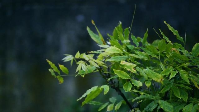 Uncover the Secrets of Nature By Just Listening смотреть онлайн