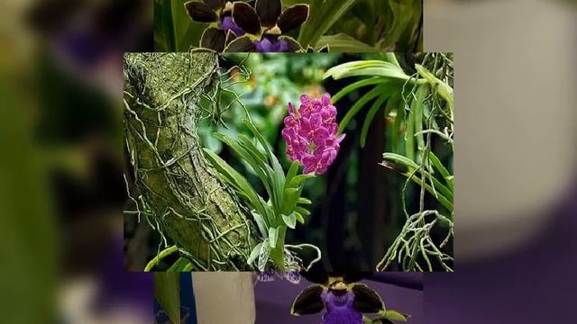 The Most Beautiful ORCHID Flowers//+60 Amazing Flower Collections? #orchid #flowers #Anotheri
