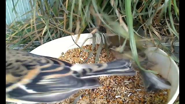 УРАГУС. ЩЕГОЛ. ЧЕЧЁТКА. ЗЯБЛИК. ВЬЮРОК. ВОРОБЕЙ. смотреть онлайн